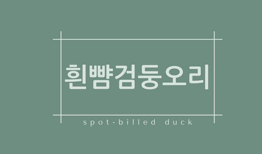 흰뺨검둥오리(spot-billed duck)