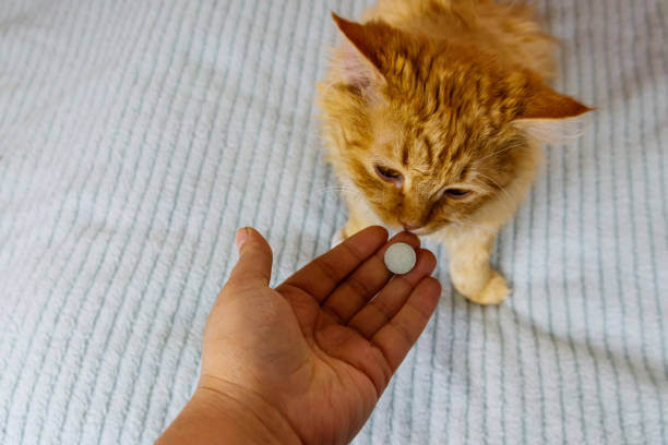 고양이 구충제 시기, 필요성, 종류