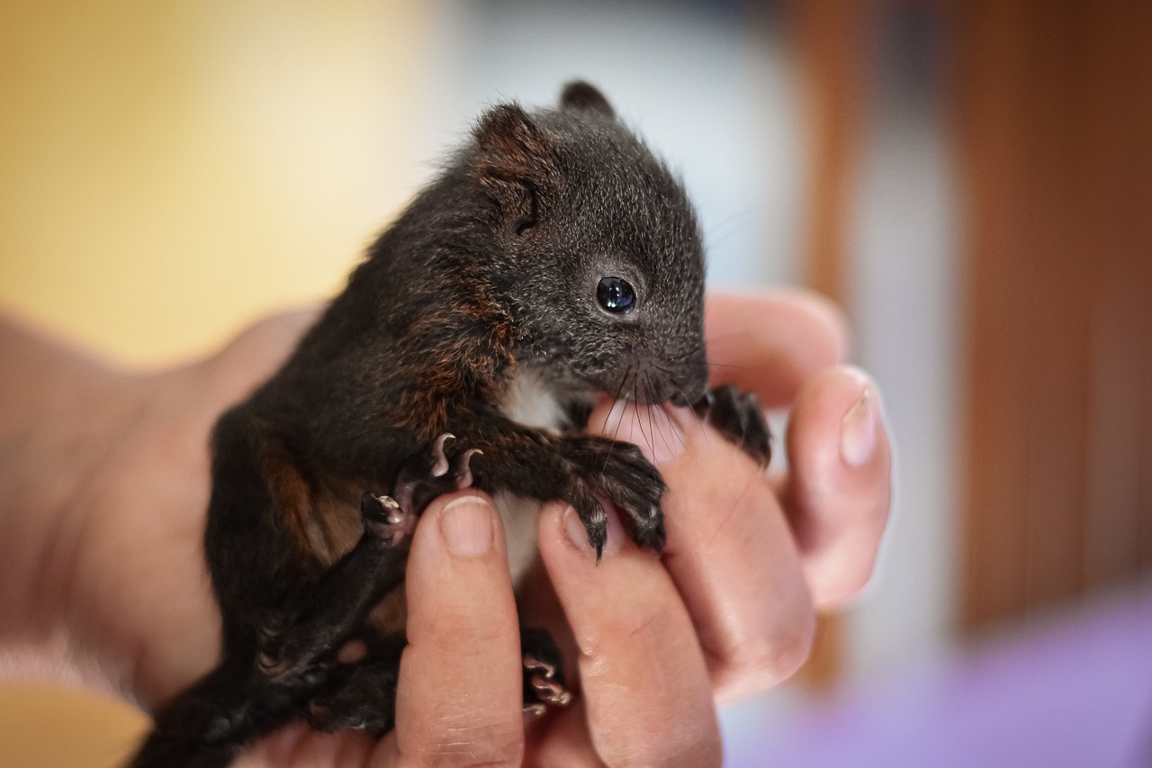 사람에게 안전과 신뢰를 느끼는 아기 다람쥐
