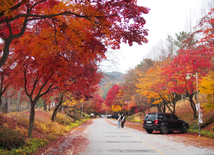 청남대 국화꽃 축제