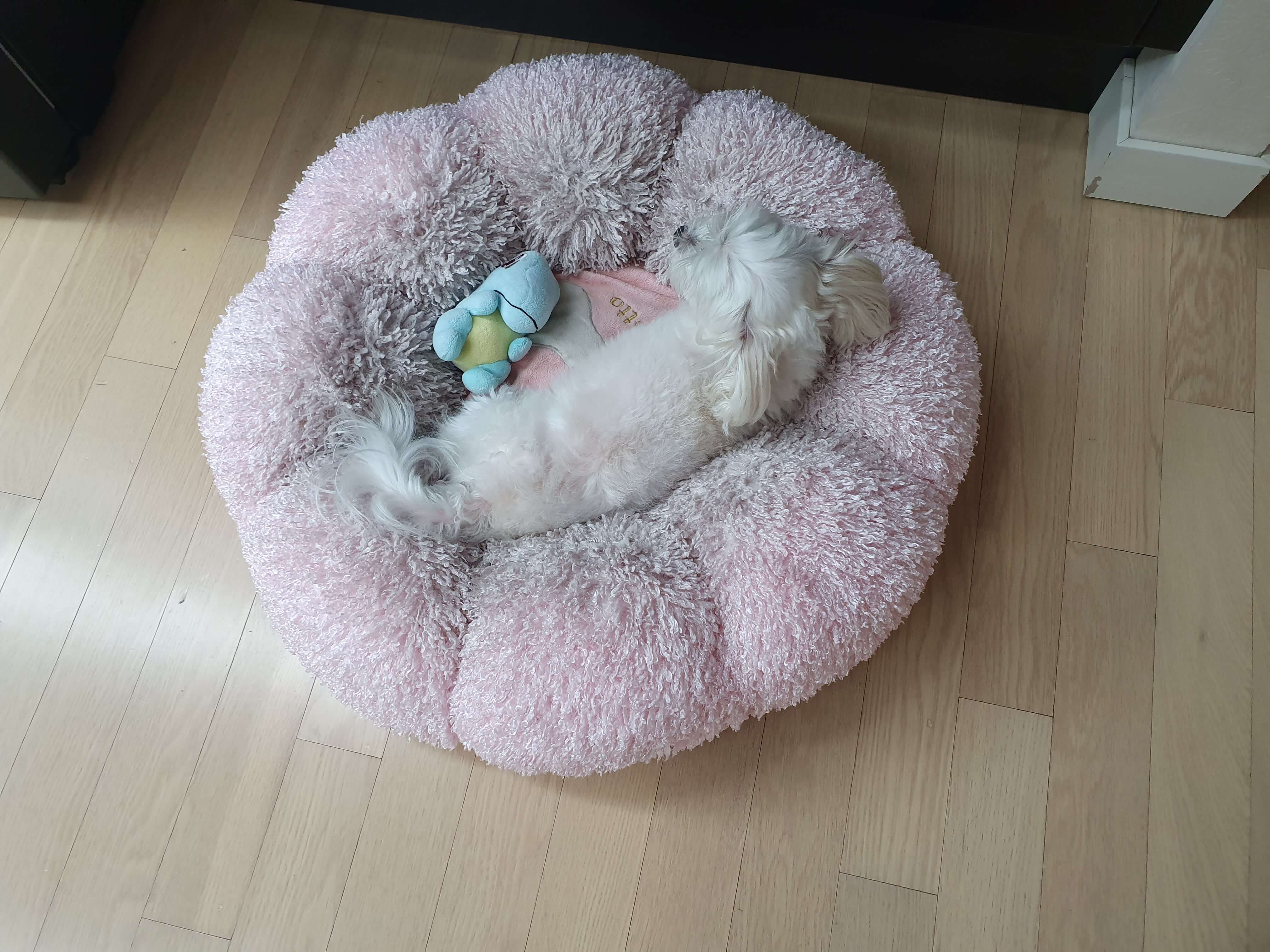 여름-더운-우리강아지-두부