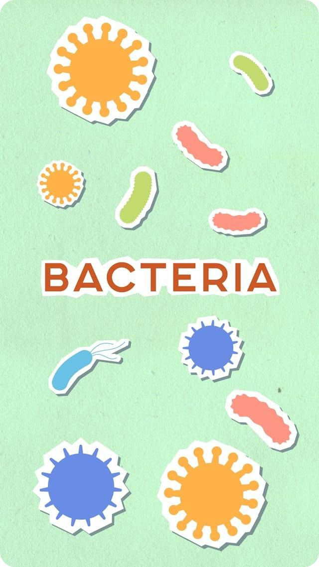 박테리아