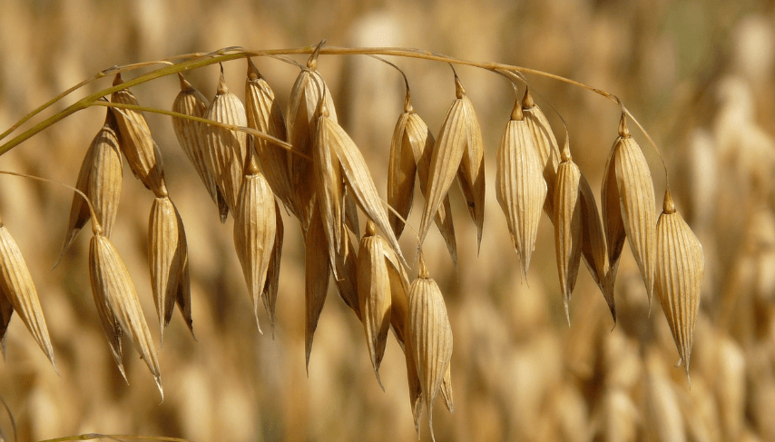 식이섬유가 많은 음식 - 10115