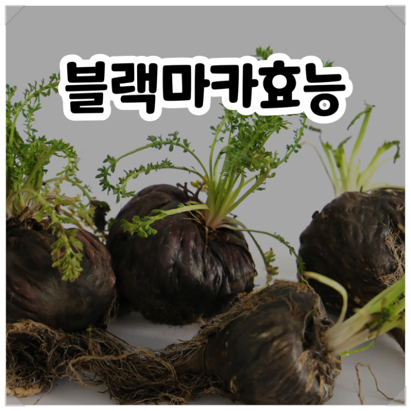 블랙마카효능