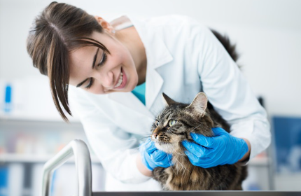 병원에 있는 고양이.