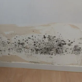 곰팡이 제거 방법 방지 페인트 냄새 없애기_9