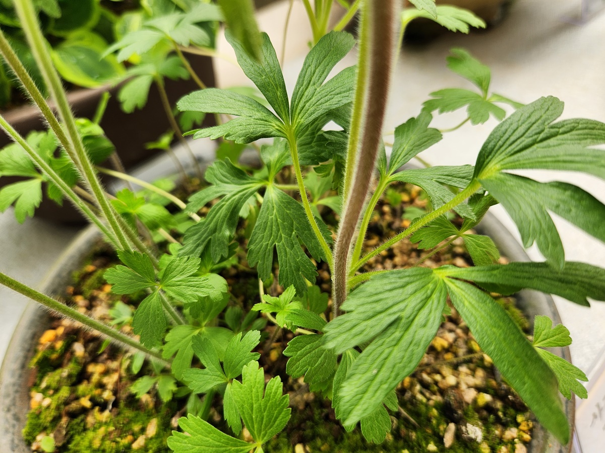 설강바람꽃(사계바람꽃)