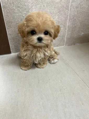 말티푸 단점 장점 성견 크기 분양가격_6