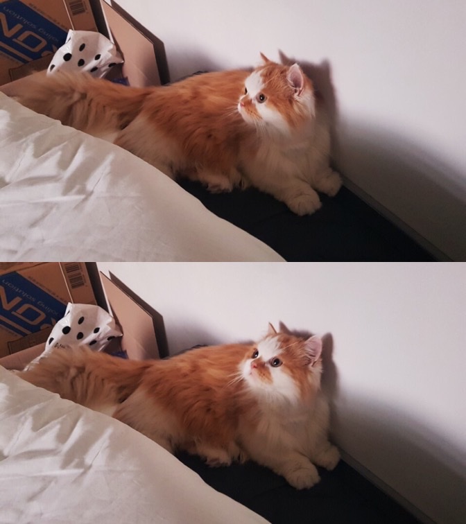 귀여운 고양이