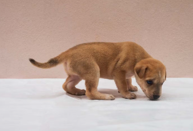 소변을 보기 전에 땅 냄새를 맡는 개
