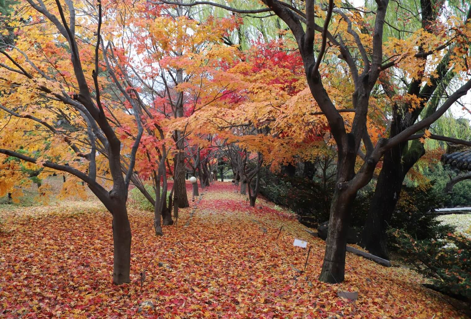 벽초지수목원 단풍길