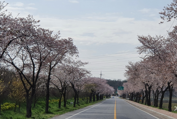 전남벚꽃 명소
