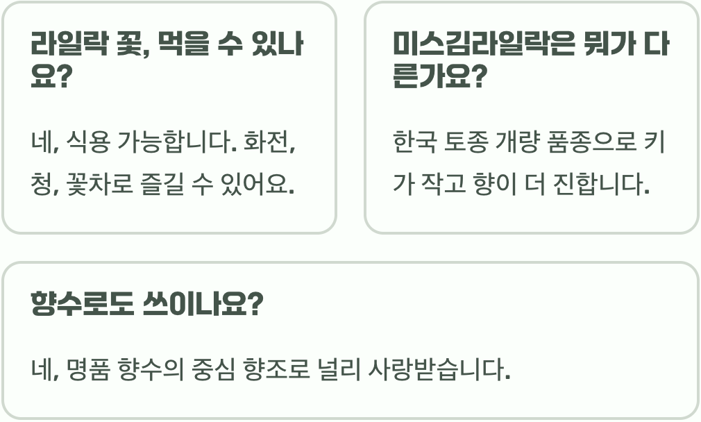 라일락 꽃말 첫사랑과 추억을 상징하는 감성적인 의미 정리