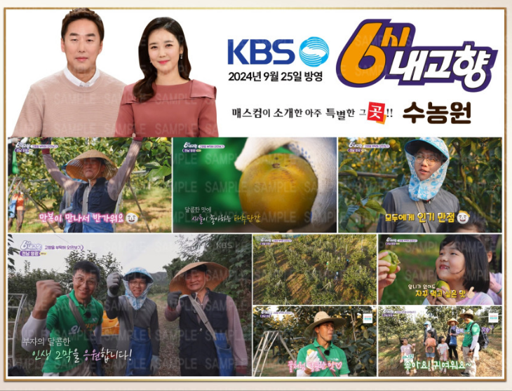 6시 내고향 태추단감 주문 택배 가격 연락처 : 전남 영광 수농원5