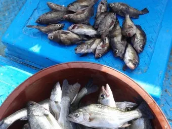 디낚 점주 조황 전국 바다낚시 출조 꿀팁_19