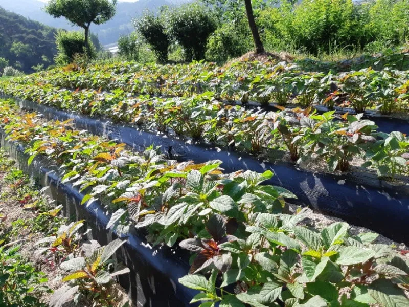 아마란스 재배 직파 요령 잎과 곡립 겸용 수확_1