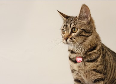 동거인 전입신고