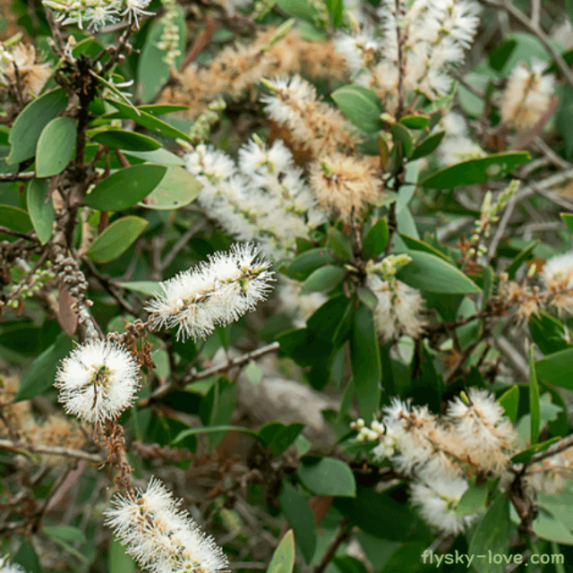 카제풋 (cajeput), 카제풋 오일