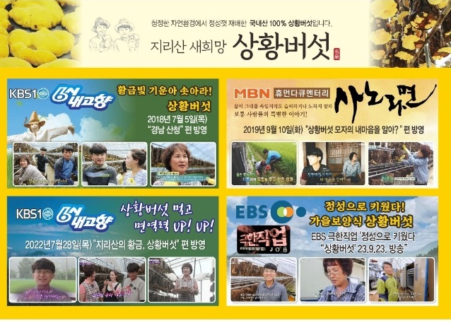 산청-유기농-상황버섯