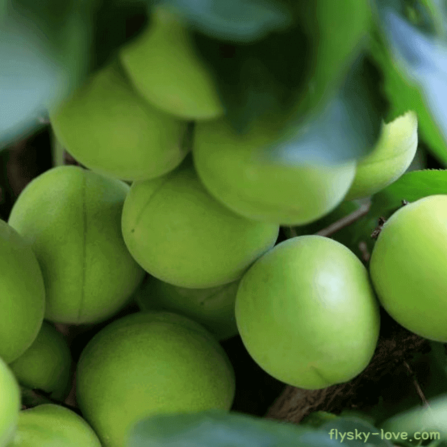 소화건강에 효과적인 매실