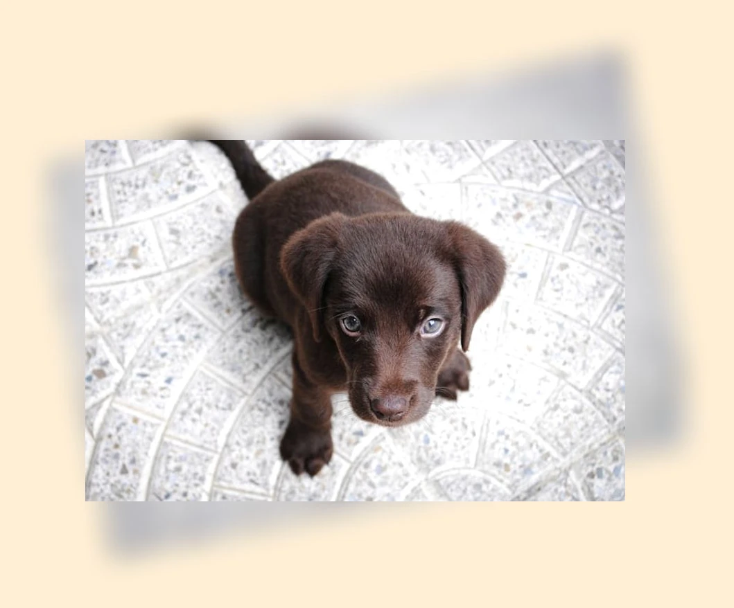 반려동물 합사_3_subsection