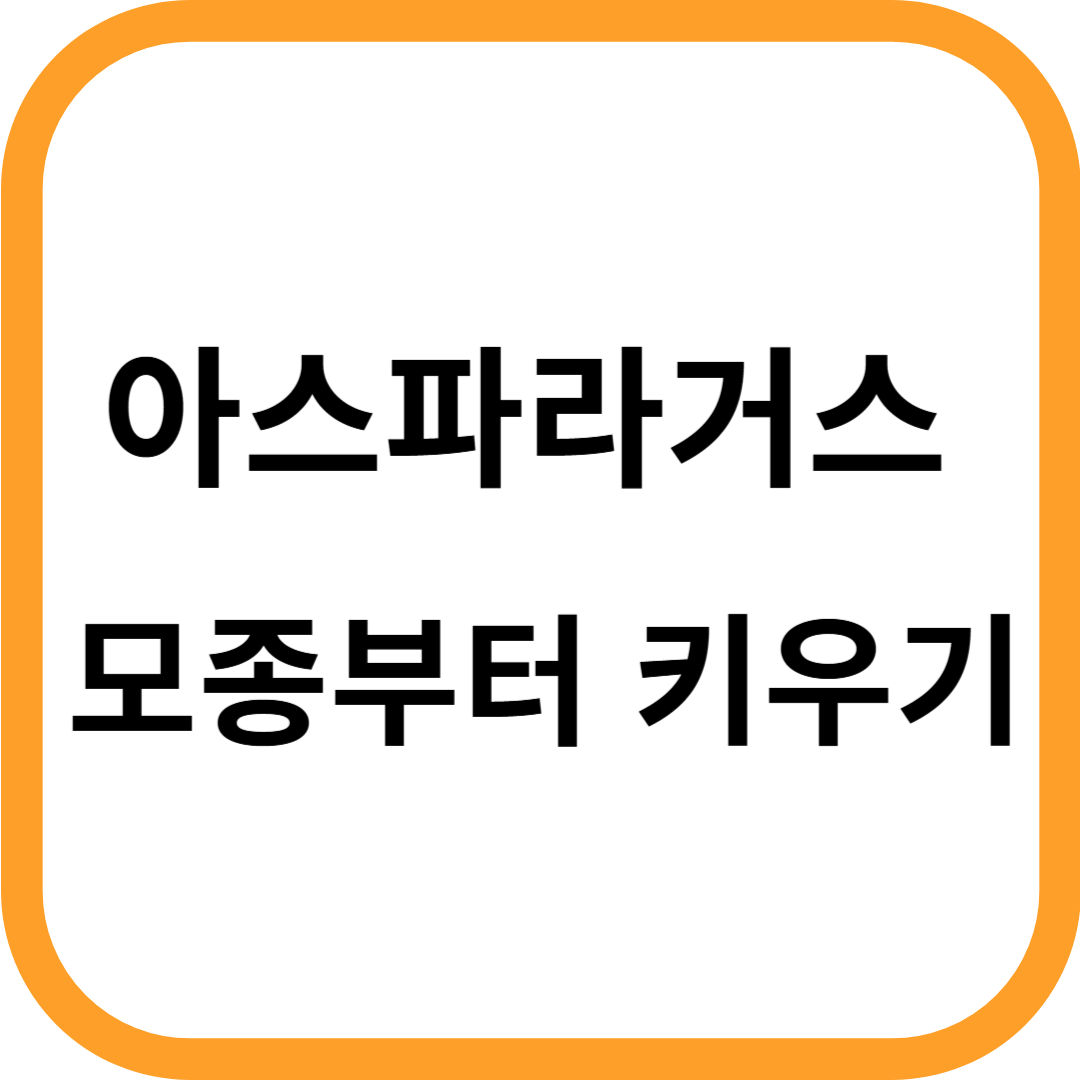 아스파라거스 모종