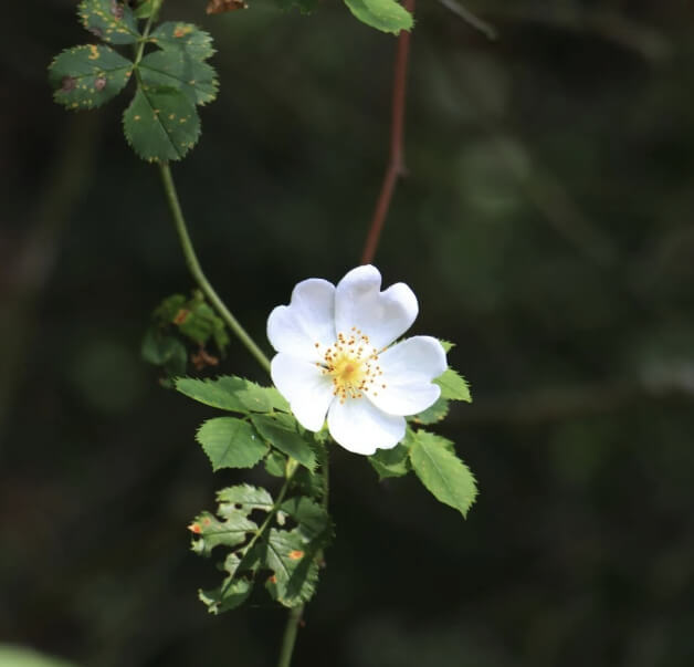 찔레꽃 꽃말
