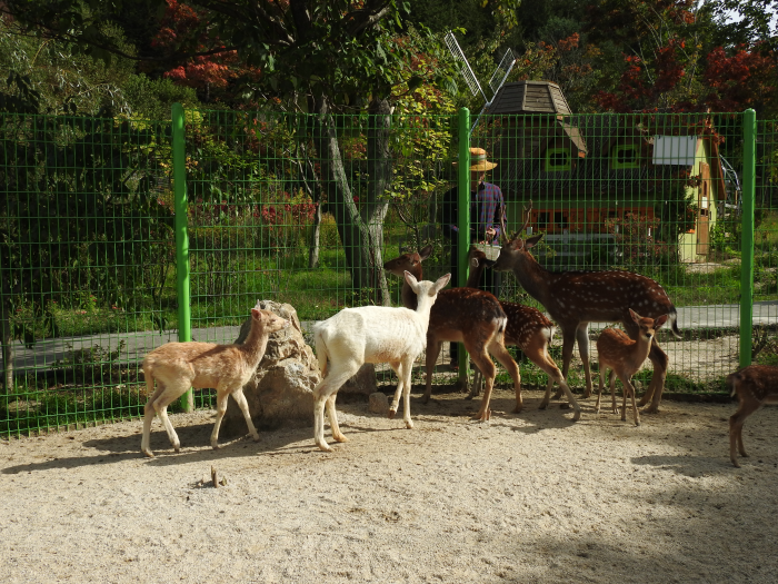 아침고요수목원 수국축제
