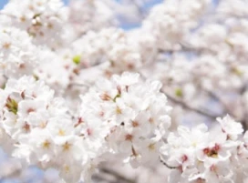 2026 진해군항제 일정, 포토스팟