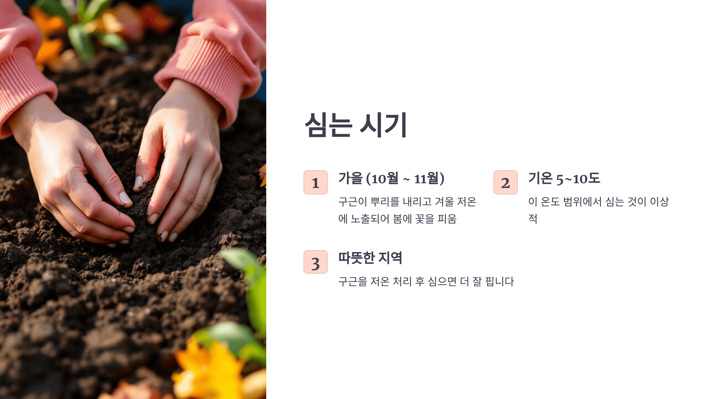 튤립과 관련된 사진입니다.