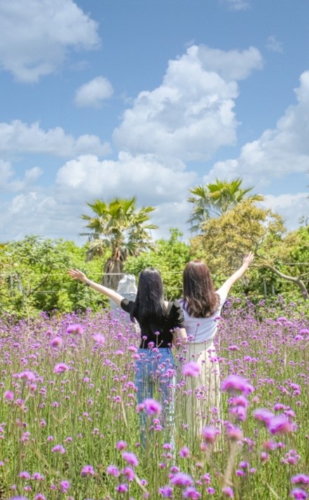 제주 비체올린 능소화 축제
