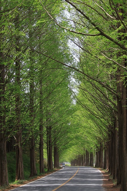 초록나무가 둘러쌓인 도로