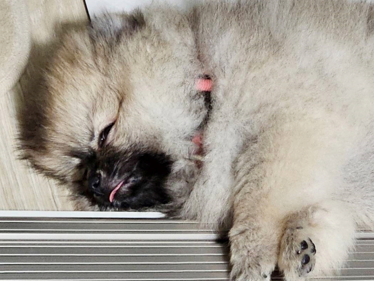 산책 뒤 잠에 든 강아지