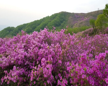 황매산 오토캠핑장