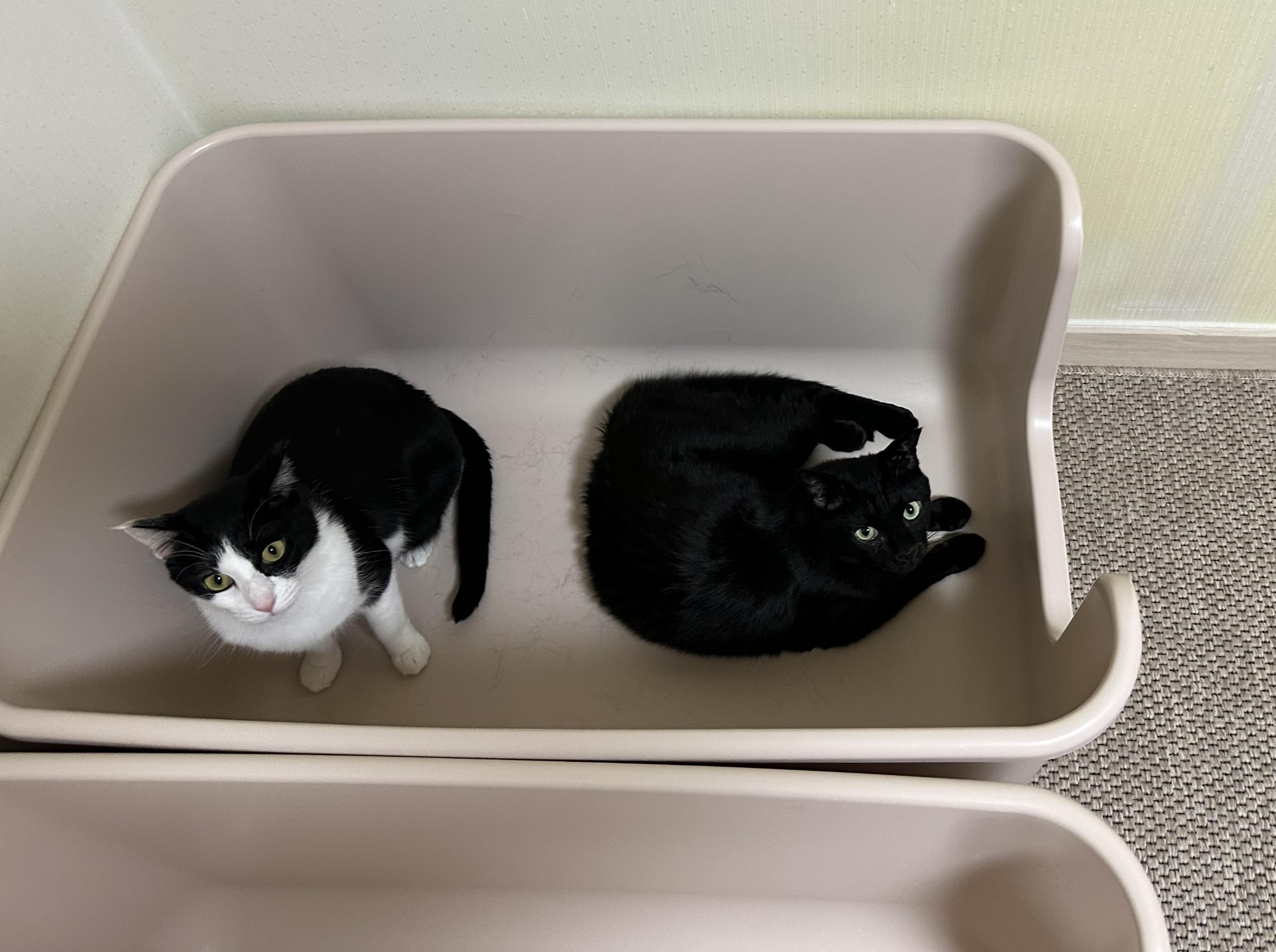 2월 고양이들 화장실 모래 전체갈이 (feat.사이잘룩러그)