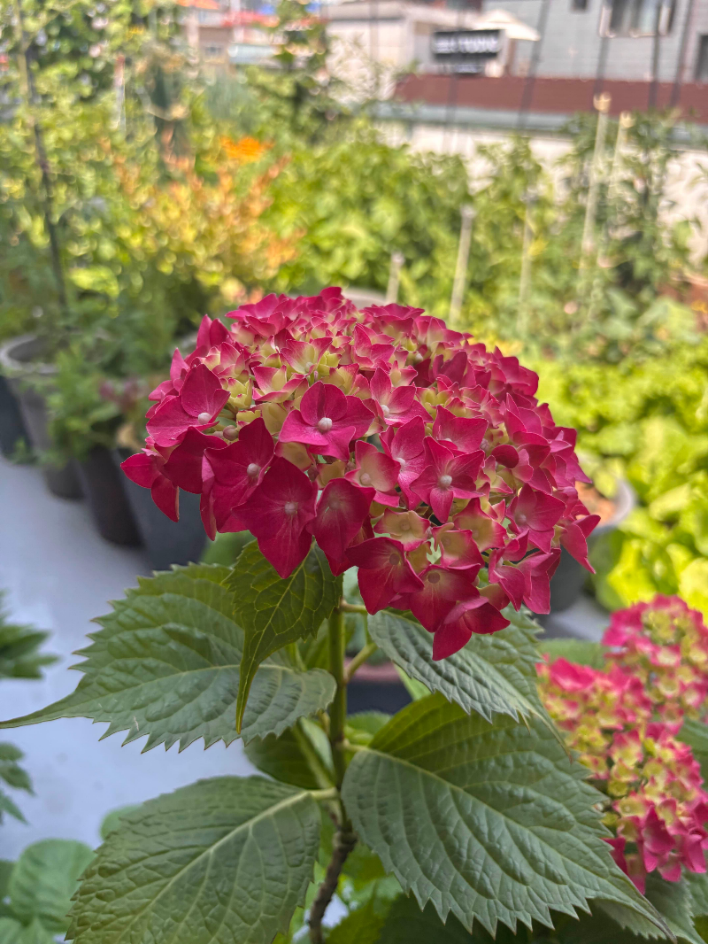 붉게 핀 수국 화분, 옥상 텃밭 공간
Red hydrangea flowerpot placed in a rooftop K-garden