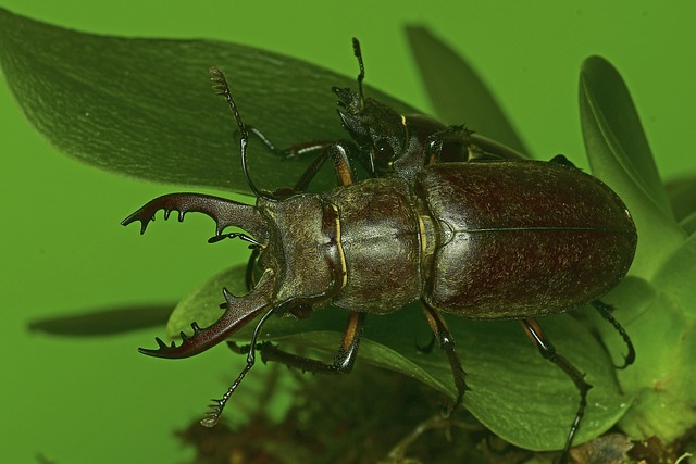 하늘소의 모든 것 관련 이미지