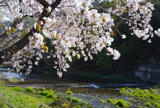 국가장학금 II유형