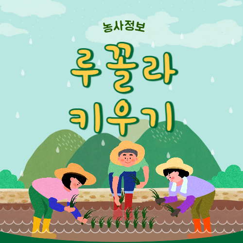 루꼴라 키우기