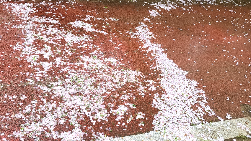 봄곷이 떠나는 모습