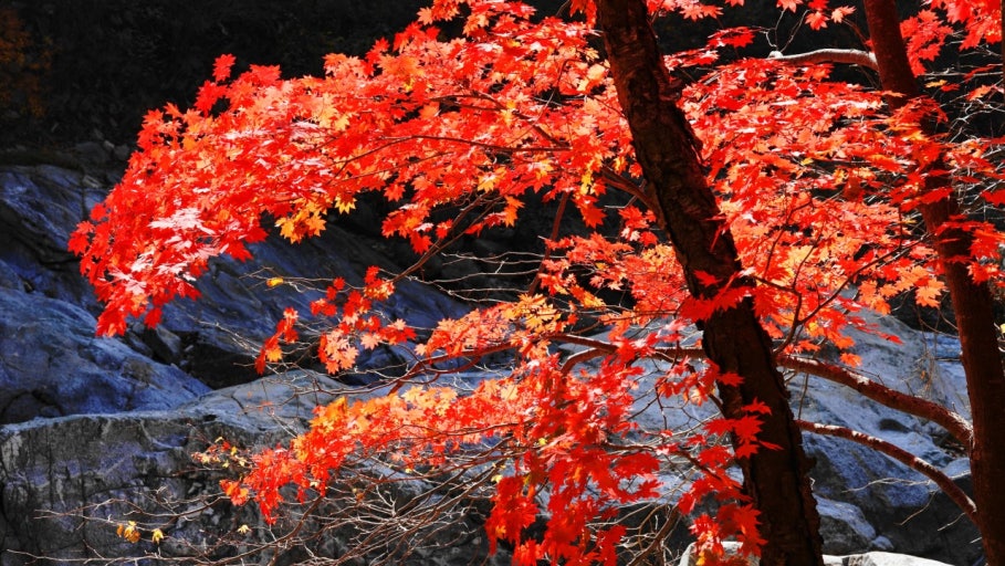 설악산 케이블카