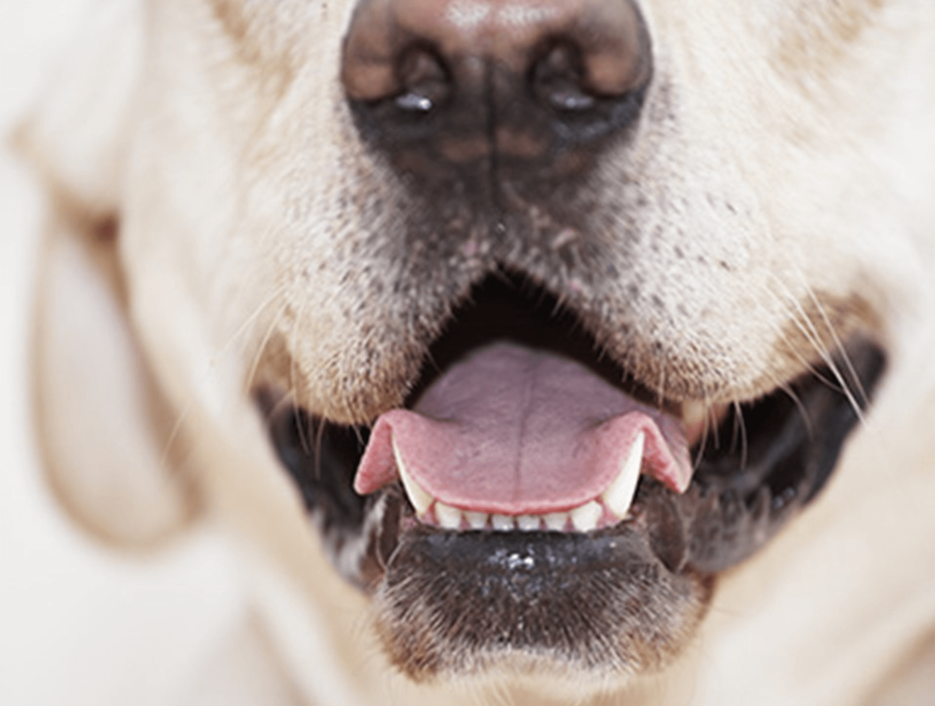 강아지-스케일링