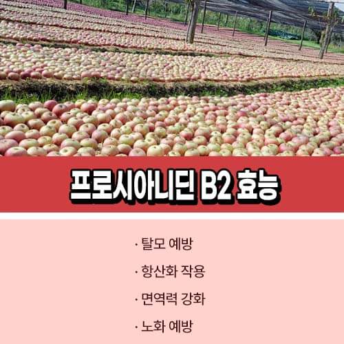 프로시아니딘_B2_효능