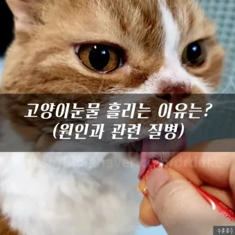 고양이가 눈물 흘리는 이유 눈물관리 가이드_15