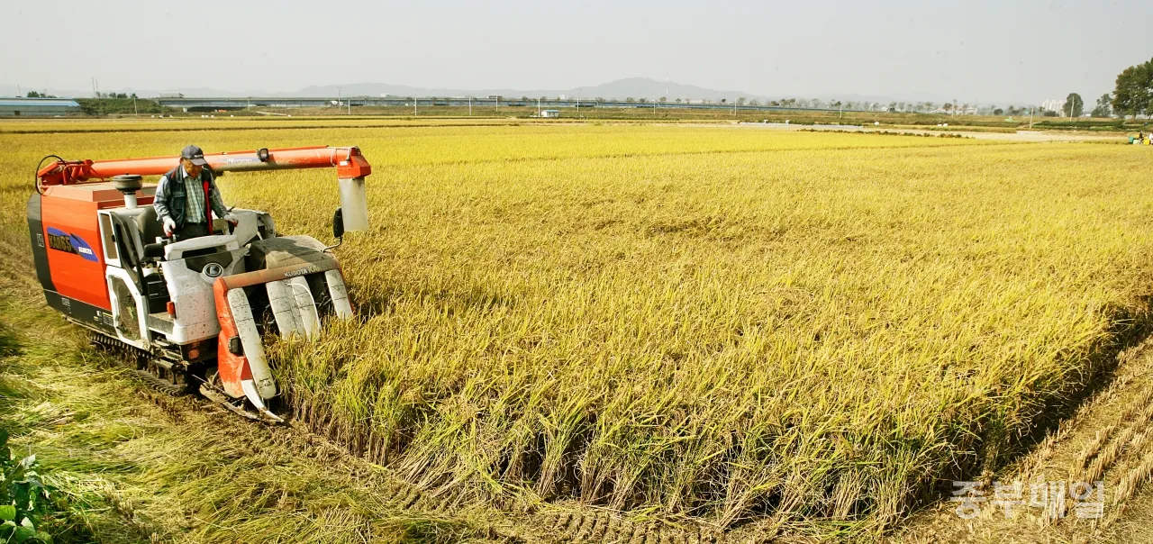 벼 재배 모내기 시기 분얼 관리 논 물대기_4
