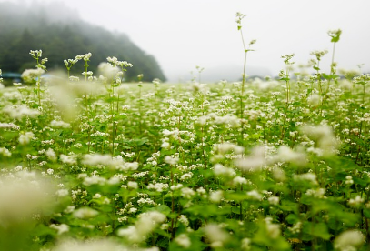 하동 북천 코스모스 메밀꽃축제 정보