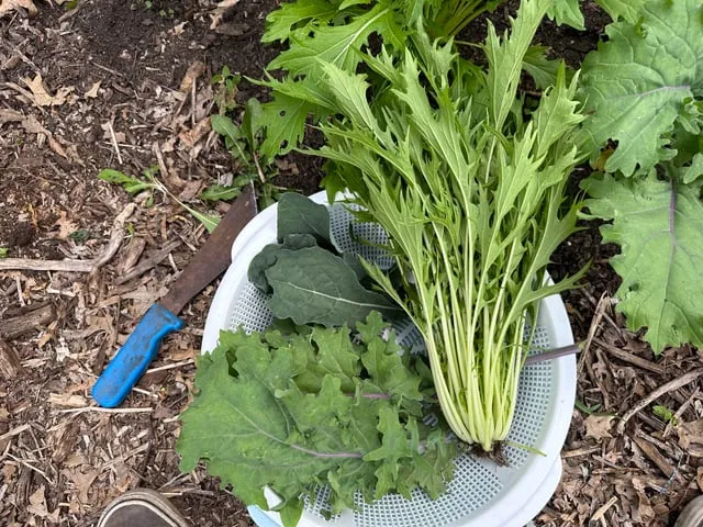 미즈나 재배 직파 요령 빠른 수확 통풍 관리_1