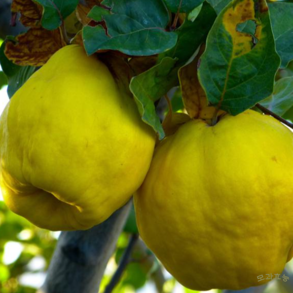 모과 효능│모과 효능 알고 드세요!