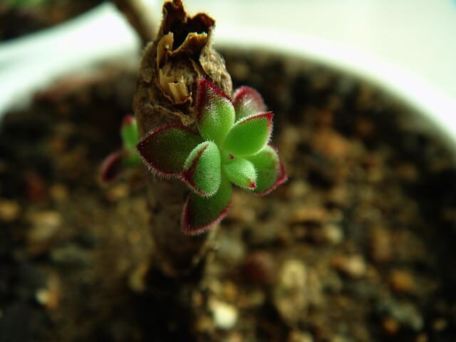 테라리움 키트와 식물 선택 가이드