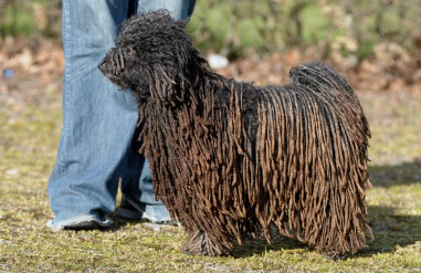 공을 가지고 노는 풀리 개.